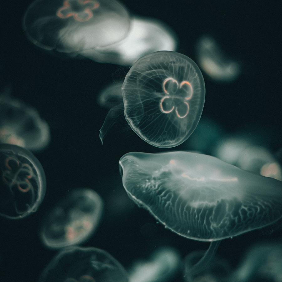 joshua-rawson-harris-7PMH-V2Lpew-unsplash